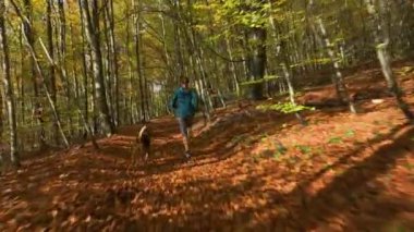 Sonbahar ormanında köpeğiyle koşan bir kadın. Yerde renkli yapraklar var. Güzel bir sonbahar sezonunda açık hava aktivitesi sırasında koşucuyla köpeği arasında oyuncu bir bağ kuruluyor..