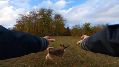 Yaramaz kahverengi köpek, yemyeşil bir tarlada ağzında bir sopayla sahibinden kaçıyor. Neşeli melez köpek yavrusu rengarenk sonbahar doğasının kucağında yürüyüşün tadını çıkarıyor..