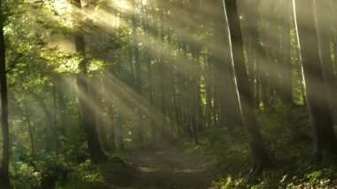 Güneş ışığının bacaları sisli bir ormanın içinden süzülüp huzurlu bir patika boyunca sıcak, altın bir parıltı yayıyor. Göksel sabah atmosferi huzur ve güzellik saçan sakin bir ortam yaratır..