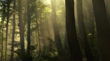 Yumuşak sabah ışığı sisli yaprak döken bir ormanda ağaçların arasından süzülür ve ruhani bir atmosfer yaratır. Vahşi ormanın doğal güzelliğinin kucağında huzur ve sükunet hissi..
