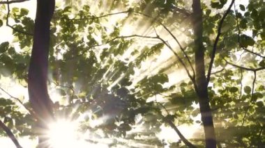 Güneş ışınları diğer dünyaların ışıltısında sık ormanlara bakarken sislerin havada durması. Kayın ağaçları dimdik ayakta, sabahın erken saatlerinde sisle kaplanmış, yumuşak ışık ve gölgeler çarpıcı bir oyun sergilerken.