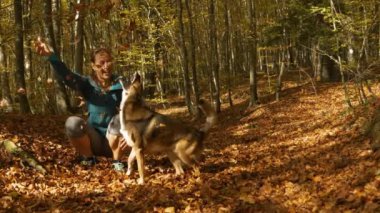 Neşeli kadın ve melez köpeği, pitoresk bir sonbahar ormanında renkli yapraklarla oynarken temiz sonbahar havasının tadını çıkarıyorlar. Genç bayan neşeli kahverengi köpeğiyle yürüyüş yaparken eğleniyor..