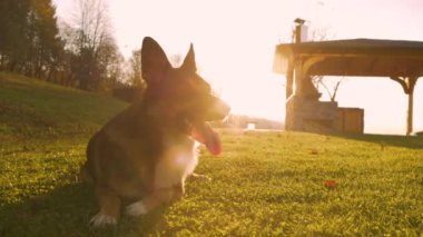 Köpekler sıcak altın saat güneşinin tadını çıkarırlar, otlak arazide rahatça uzanırlar. Sevimli melez köpek, güneşli bir sonbahar gününde bahçede koştuktan sonra dinleniyor..