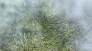 Sisli bir Ekim gününde sonbaharda yaprakları değiştiren sık bir orman insansız hava aracının sinematik bakış açısı. Sonbaharın sisli bir gününde rengarenk ormanların üzerinde uçmak..