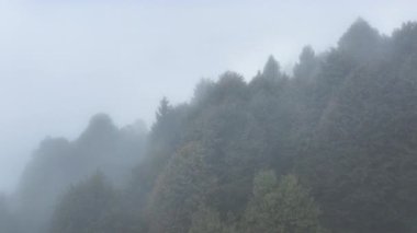 Kasımda soğuk bir günde sisle kaplanmış karanlık yaprak döken ağaç ormanına kasvetli bir dron bakış açısı. Bulutlar, sis ve karanlık Slovenya kırsalının yemyeşil ormanlarında toplanıyor.