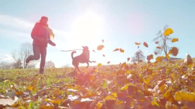 Yavaş hareket, yaklaşma, LENS FLARE: neşeli bayan yürüyüşçü ve köpeği güneşli bir sonbahar gününde yaprakları tekmeleyerek tarlada koştu. Genç kadın ve melez yavrusu çayırda koşuyorlar..