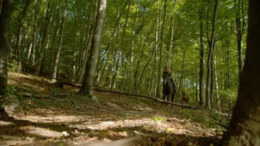 Ormanda at süren genç bir kadın, düşen yapraklarla kaplı patika boyunca dörtnala koşar. Atlar ve köpekler cennet yolunda koşarken bir ormanın sinematik görüntüleri..