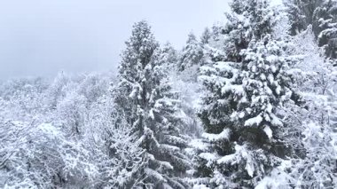 Tepe boyunca uzanan karla kaplı ormanın manzaralı insansız hava aracı görüntüsü. Sisli bir Aralık öğleden sonra karla kaplı ormanın üzerinde uçuyor. Sis ve bulutlar karlı ormanda toplanıyor..