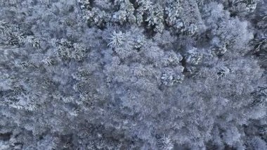 Dağlık araziyi kaplayan sessiz, yoğun bir ladin ormanının karla kaplı tepe örtüsünün üzerinden uçuyor. Taze kar, aralık ayında mükemmel bir günde Slovenya 'nın cennet ormanlarını kaplıyor.