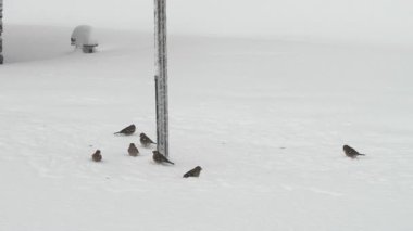 Sevimli ispinoz kuşlar, sakin kırsalda kar fırtınası sırasında karlı zemindeki bir kuş yuvasının altında toplanırlar. Bir kar fırtınası sırasında ispinoz sürüsü kuş kafesinin altındaki yem parçalarını yer.