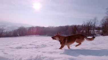Enerjik bir köpek, karla kaplı alanlarda neşeyle koşar, göz kamaştırıcı dağ manzaralarıyla çevrilidir. Sakin kış ortamı bu canlı açık hava macerasının heyecanını arttırıyor..