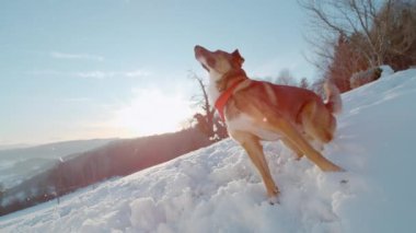 Yaklaş, LENS FlaRE: canlı bir köpek heyecan patlaması bir kartopu kapan, kışın gevrek hava atlama. Karlı tepeler ve altın güneş ışığı bu neşeli kahverengi köpek yavrusu için sahne yaratır..