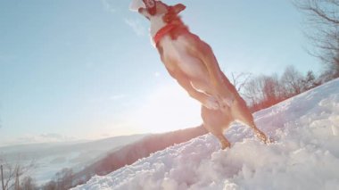 Yaklaşın, LENS FlaRE: mutlu bir köpek havalanıyor, sevinçle bir kartopu kapıyor. Altın, sıcak güneş ışığı ve karlı tepeler bu neşeli yavrunun etrafında, mükemmel bir kış gününün ruhunu yakalıyor..