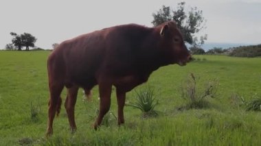 Bull grazing on the green field Cuprus