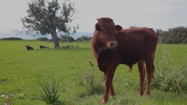 Bull Grazing Green Field Cuprus — Vídeo de stock