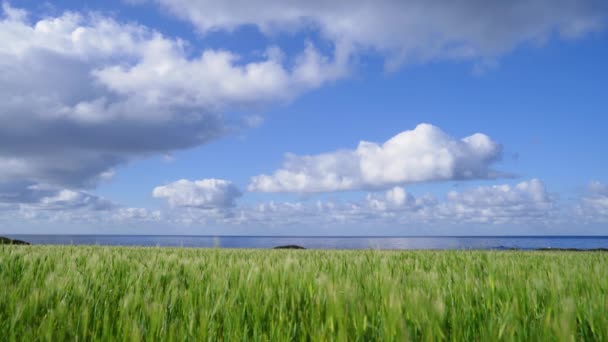 Πράσινο Χωράφι Σιτάρι Στις Ακτές Της Θάλασσας Όμορφα Σύννεφα — Αρχείο Βίντεο