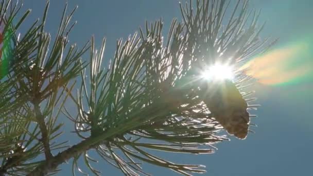 Gałąź Sosnowa Stożkiem Pięknie Oświetlona Promieniami Słońca Klip Wideo