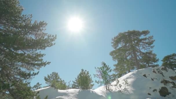 Kış Ağaçlarına Bakan Güzel Güneşli Kamera Panoraması — Stok video