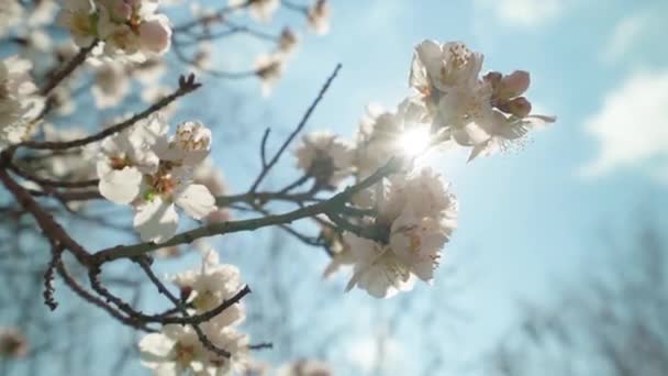 Kwitnące Drzewa Migdałowe Świecą Pięknym Cypryjskim Promieniowaniem Słońca Wideo Stockowe