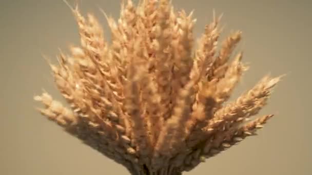 Уши Пшеницы Собранной Небольшой Сноп Вращаются Лицензионные Стоковые Видео