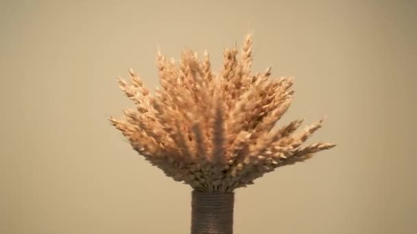Küçük Bir Demet Içinde Toplanan Buğday Kulakları Dönüyor Stok Video