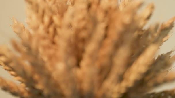 Фокус Уши Пшеницы Крупным Планом Лицензионные Стоковые Видеоролики