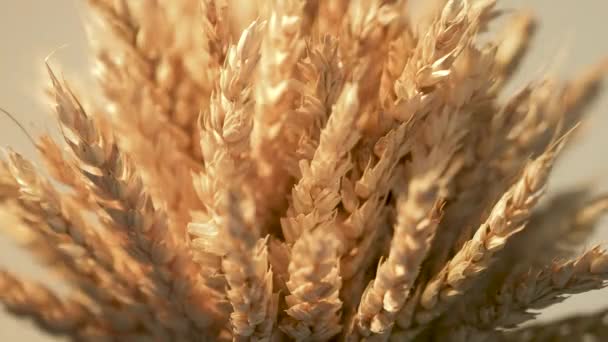 Красивий Рух Освітлення Уздовж Вух Пшениці Ліцензійні Стокові Відео