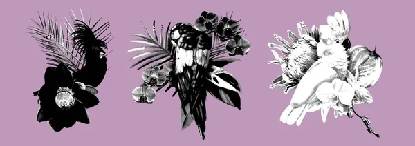 Gravure Graphique Ensemble Bouquets Tropicaux Cacatoès Illustration Réaliste Encre Oiseaux — Photo