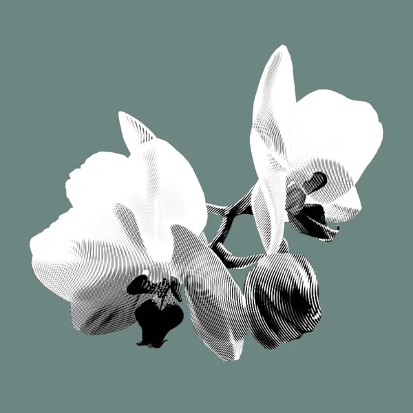 Orquídea Branca Gráfica Phalaenopsis Uma Flor Tropical Realista Ilustração Isolada — Fotografia de Stock