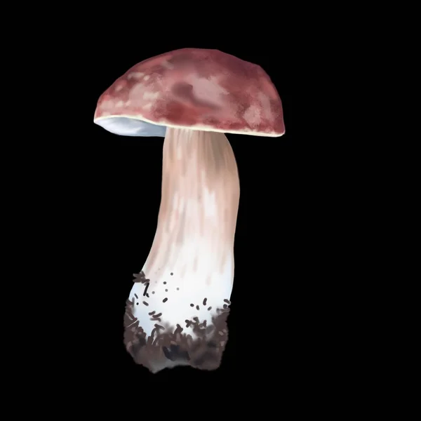 Watercolor White Mushroom Realistic Edible Mushroom Botanical Illustration High Quality — Stock Photo, Image