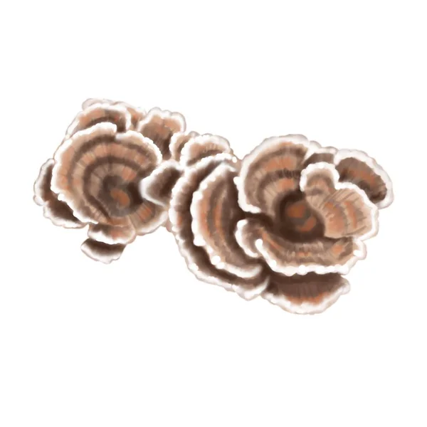 Cogumelos Aquarela Que Crescem Árvores Ilustração Realista Grupo Cogumelos Ilustração — Fotografia de Stock