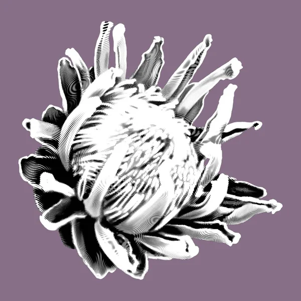 Protea Proteus Gráfico Una Flor Realista Onk Ilustración Gráfica Ilustración — Foto de Stock