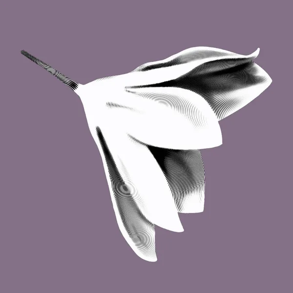 Γραφικό Τροπικό Λουλούδι Λουλούδι Μελάνι Ασπρόμαυρο Εικόνα Υψηλής Ποιότητας — Φωτογραφία Αρχείου