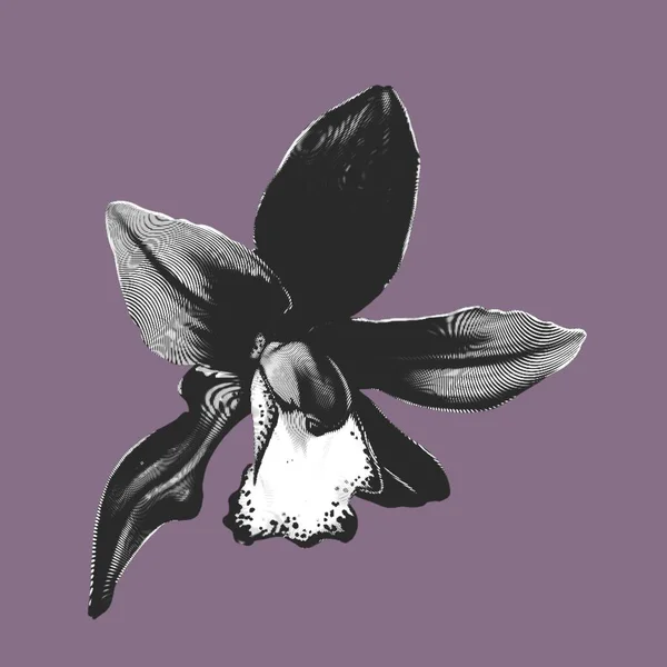 Cymbidium Gráfico Orchid Uma Flor Vermelha Tinta Ilustração Realista Ilustração — Fotografia de Stock