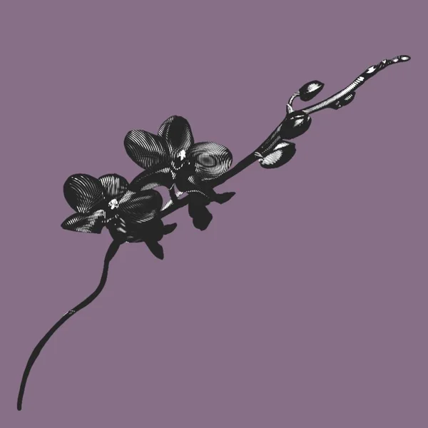 Grafik Siyah Orkide Phalaenopsis Gerçekçi Bir Tropikal Çiçektir Münferit Çizim — Stok fotoğraf