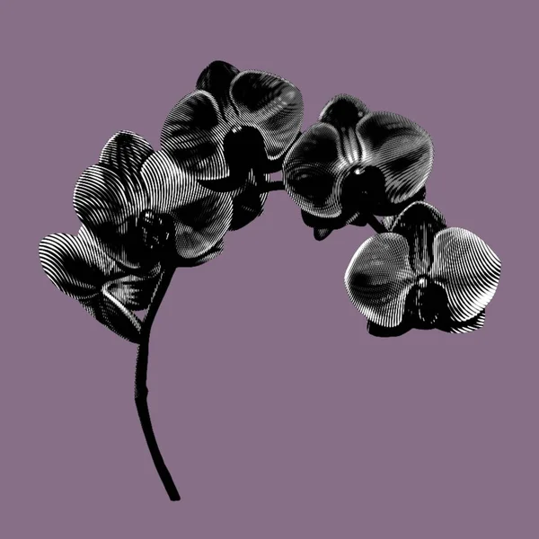Orquídea Negra Gráfica Phalaenopsis Uma Flor Tropical Realista Ilustração Isolada — Fotografia de Stock