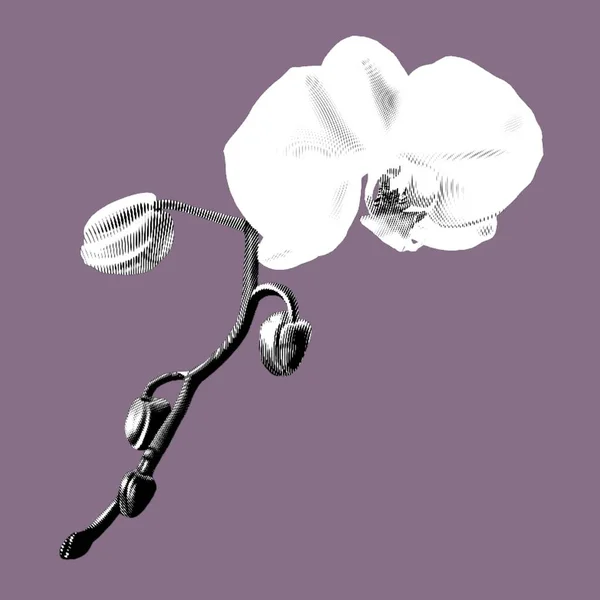 Графическая Белая Орхидея Фаленопсис Реалистичный Тропический Цветок Изолированная Иллюстрация Высокое — стоковое фото