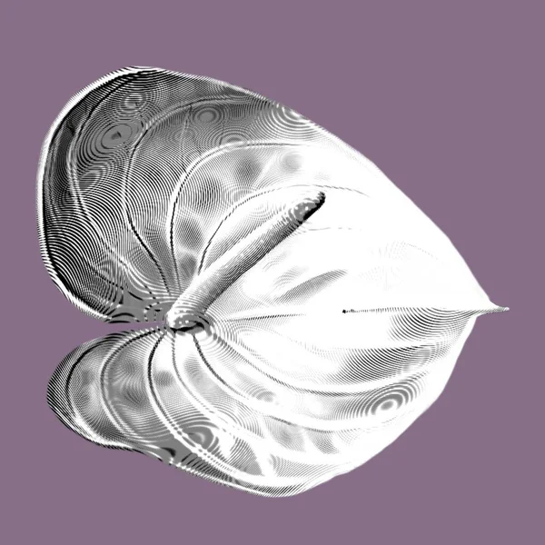 Weißes Anthurium Mit Rosa Rand Grafische Realistische Darstellung Einer Blume — Stockfoto