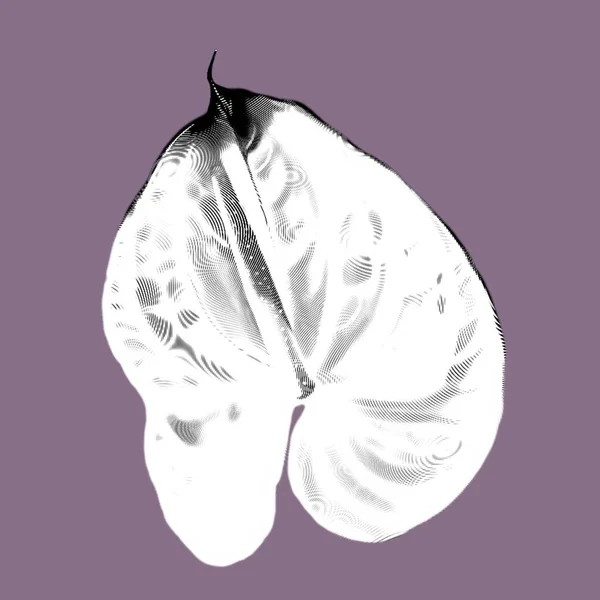 Weißes Anthurium Mit Rosa Rand Grafische Realistische Darstellung Einer Blume — Stockfoto