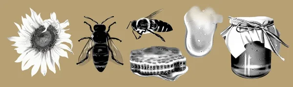 Grafik Stich Set Honig Bienen Wildblumen Honiglöffel Honiggläser Illustration Der — Stockfoto