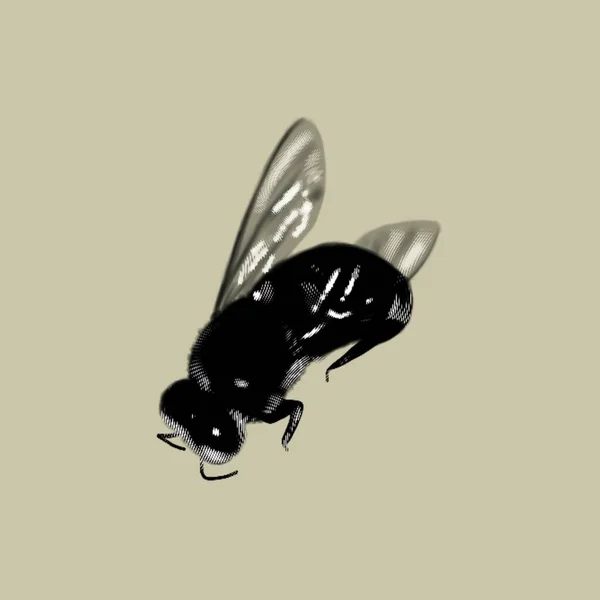 Графическая Пчела Настоящая Чернильная Пчела Медовая Пчела Высокое Качество Иллюстрации — стоковое фото