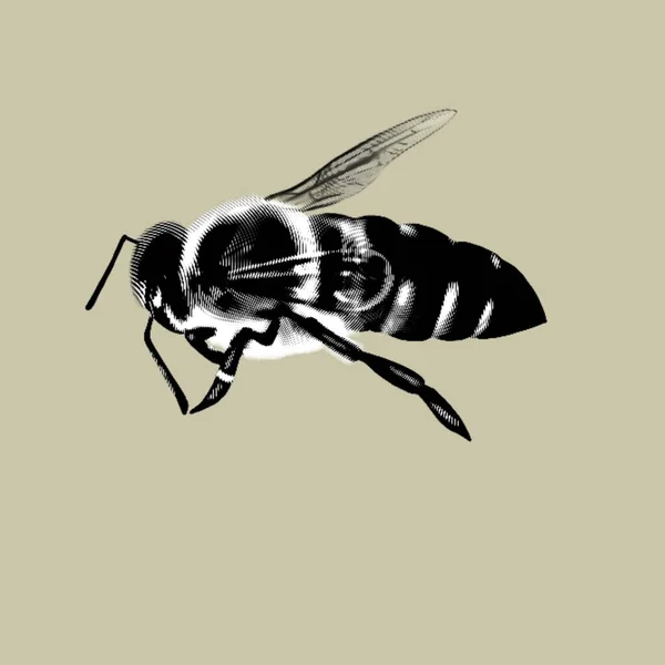 Grafikus Méh Reális Tintaméh Méhecske Kiváló Minőségű Illusztráció — Stock Fotó