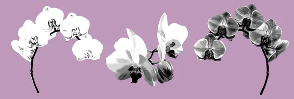 graphic engraving set orchids. Phalaenopsis Realistic illustration graphic engraving. High quality illustration