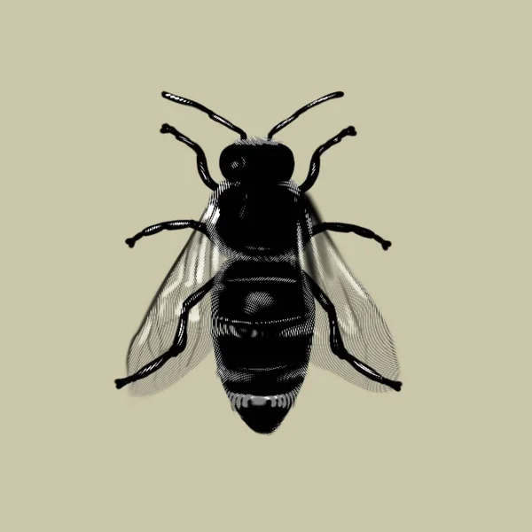 Grafikus Méh Reális Tintaméh Méhecske Kiváló Minőségű Illusztráció — Stock Fotó
