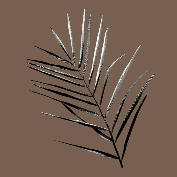 Grafisches Palmblatt Tinte Tropisches Laub Graphisches Tropisches Blatt Hochwertige Illustration — Stockfoto