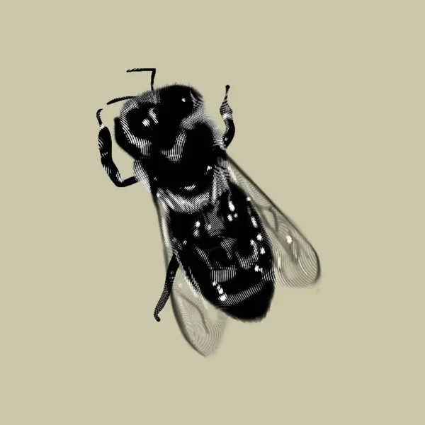 Графическая Пчела Настоящая Чернильная Пчела Медовая Пчела Высокое Качество Иллюстрации — стоковое фото