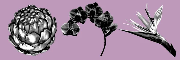 Τροπικά Λουλούδια Γραφική Χάραξη Ρεαλιστική Απεικόνιση Της Αγκινάρας Ορχιδέας Και — Φωτογραφία Αρχείου