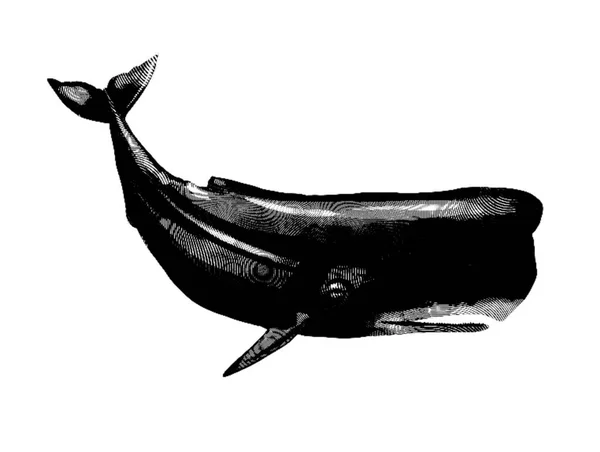 Whale engraving. Realistic illustration of a whale. Black and white drawing. High quality illustration
