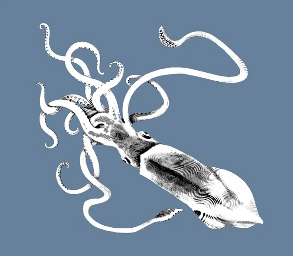 Гравировка Гигантского Кальмара Реалистичная Иллюстрация Кальмара Черно Белый Рисунок Высокое — стоковое фото