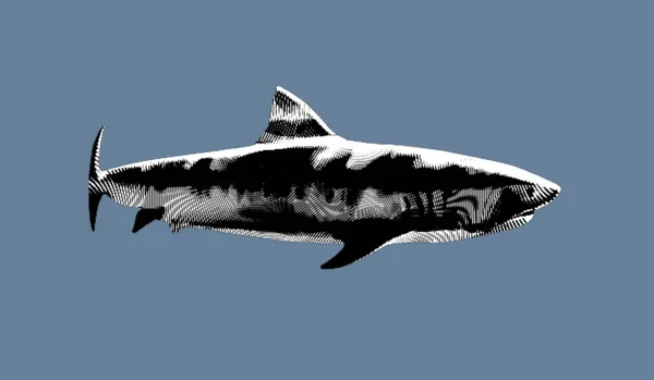 鲨鱼的雕刻 鲨鱼的真实写照 黑色和白色图形 高质量的例证 — 图库照片